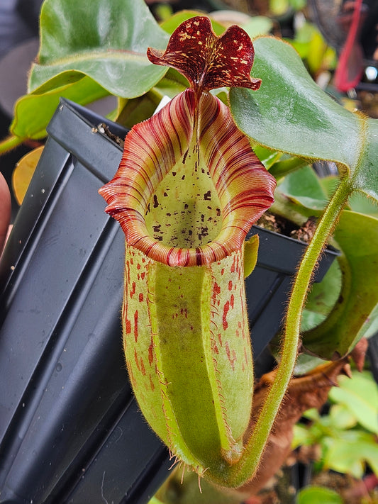 N. LBV x veitchii 'Candy Dreams'