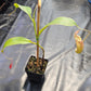 N. (veitchii x burbidgeae) x (LVB x VMV) #3 - Rooted Cutting