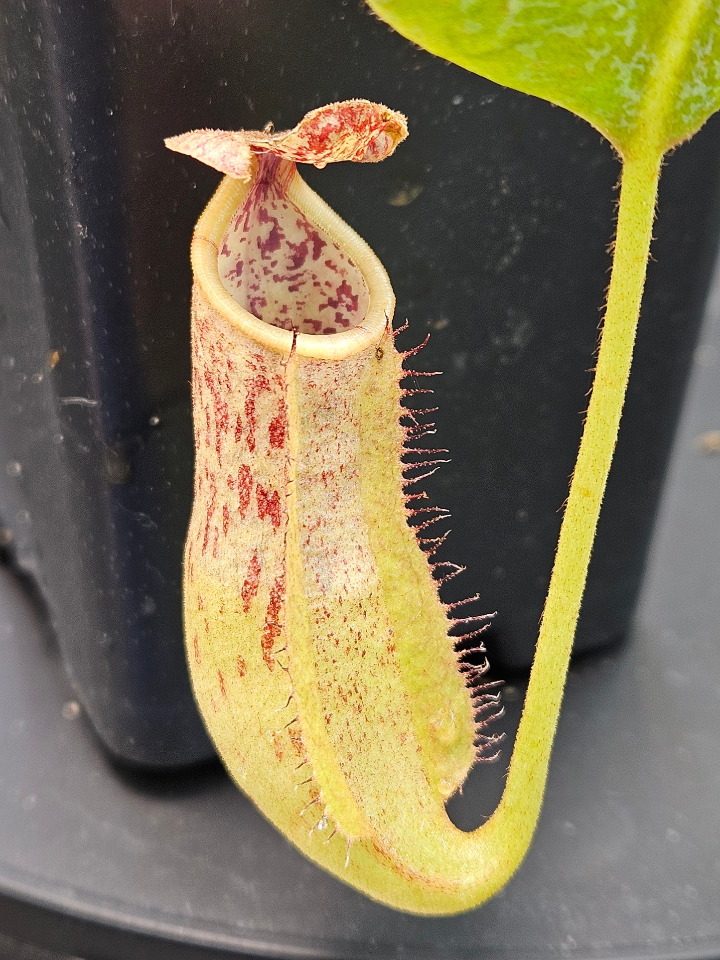 N. eymae x (SOM x LVB)