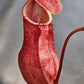 N. suratensis x northiana #1
