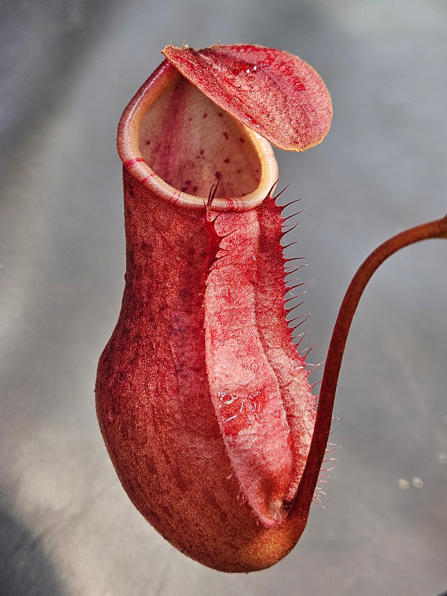 N. suratensis x northiana #1