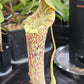 N. [(lowii x veitchii) x boschiana] x platychila EP #2