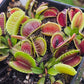 Dionaea m. 'Monkey Ass'