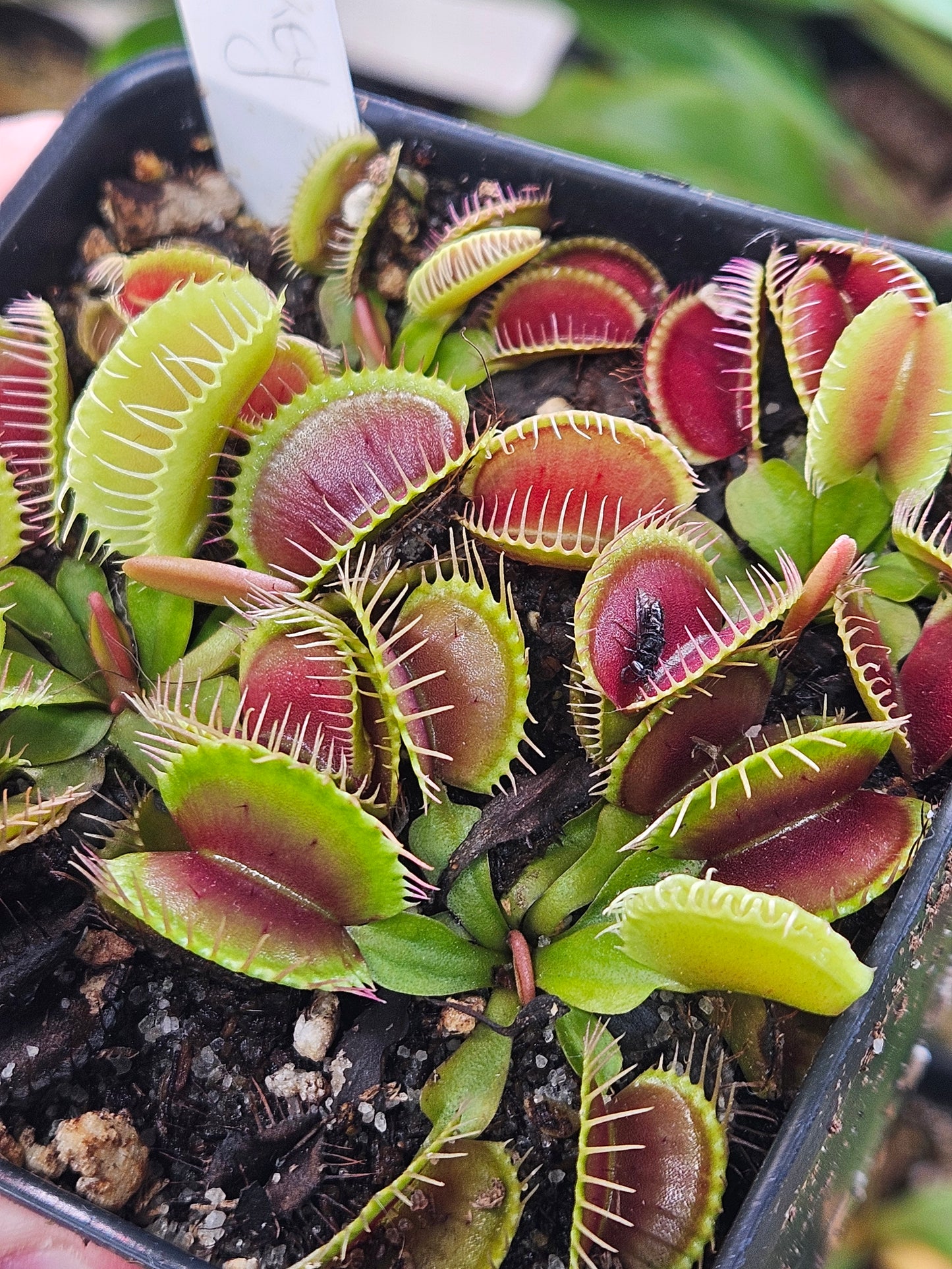 Dionaea m. 'Monkey Ass'