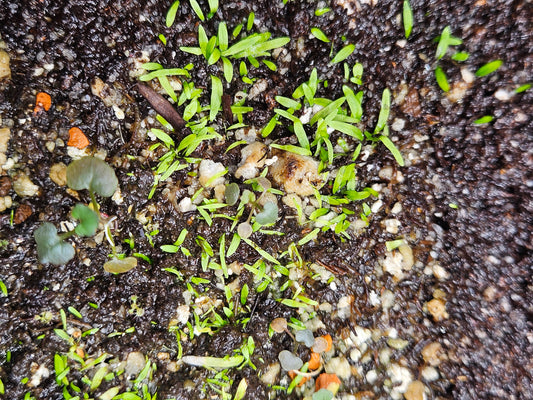 U. graminifolia