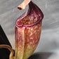 N. burbidgeae x (maxima x talangensis)