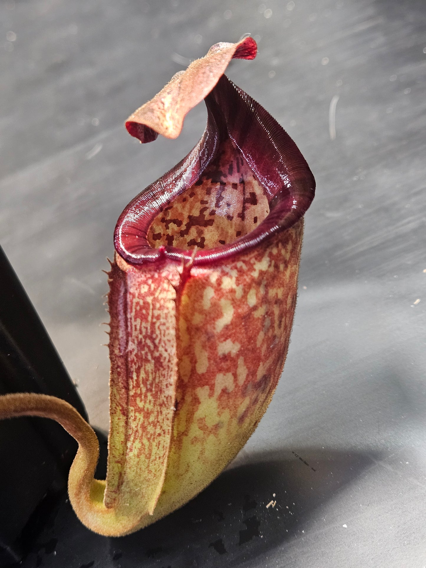 N. burbidgeae x (maxima x talangensis)