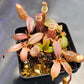 N. 'Song of Melancholy' × (burbidgeae x platychila) - Compot