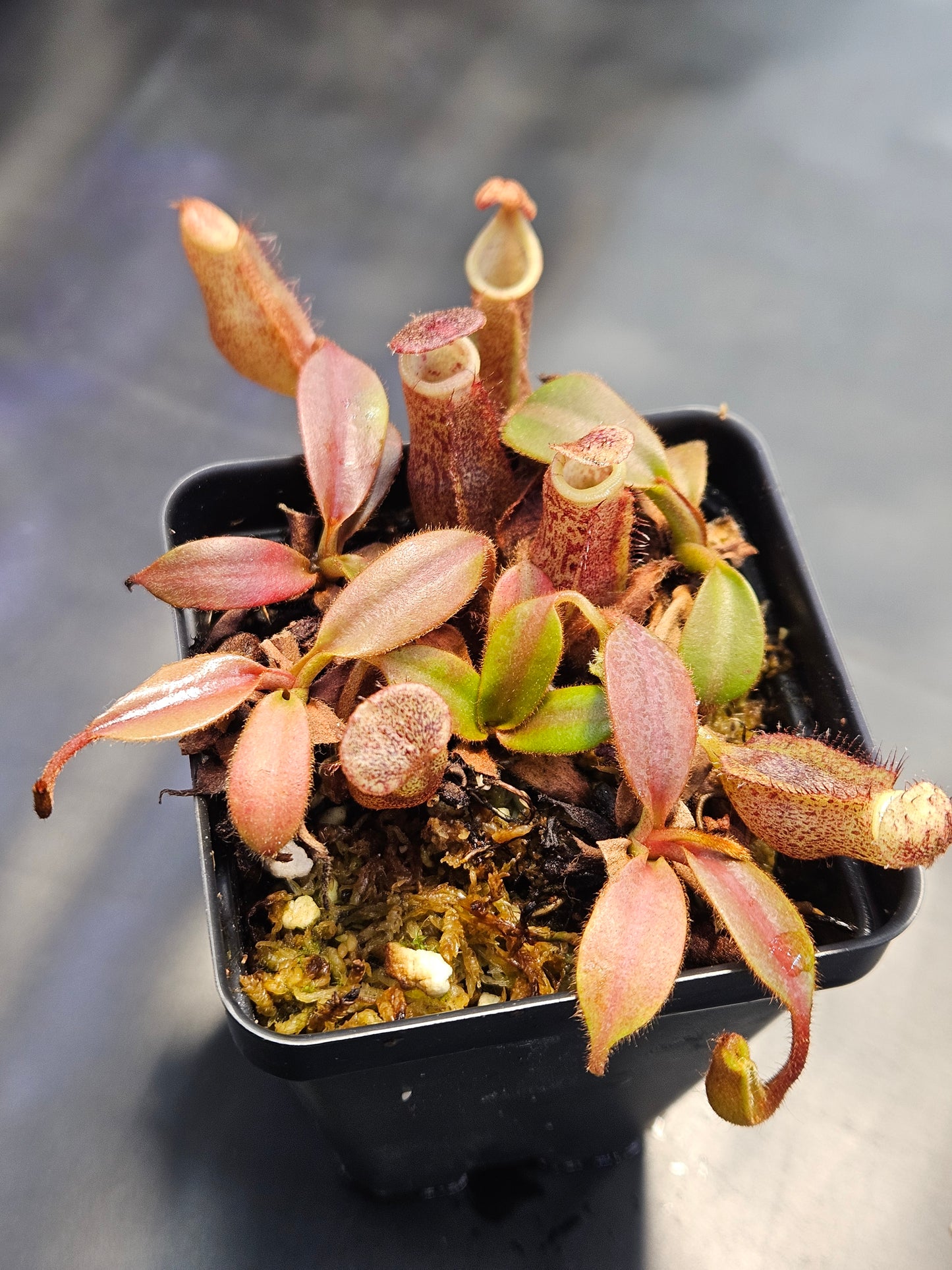 N. 'Song of Melancholy' × (burbidgeae x platychila) - Compot