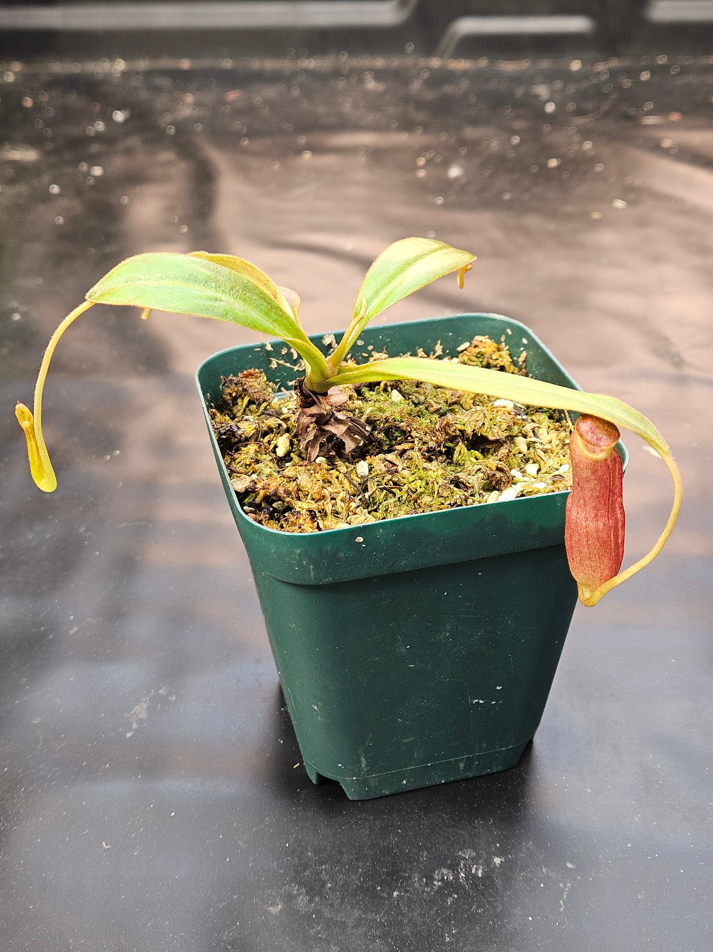 N. clipeata x bongso