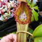 N. LVB x veitchii