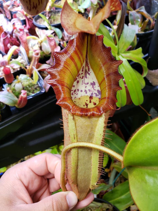 N. LVB x veitchii