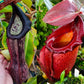 N. boschiana x 'Leviathan'