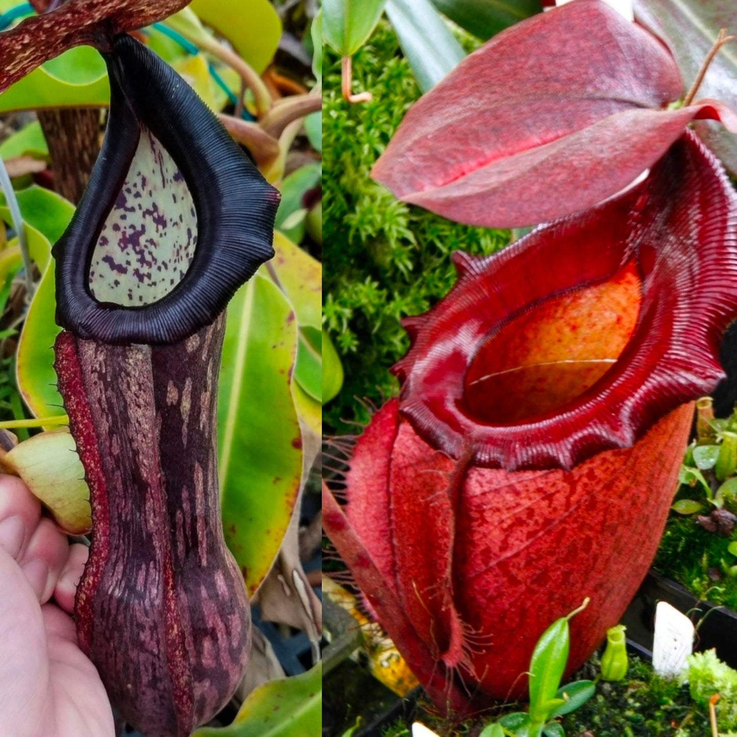 N. boschiana x 'Leviathan'