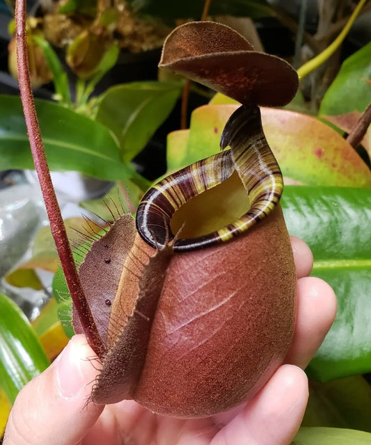 N. (Viking x bicalcarata) x ampullaria 'Black Miracle'