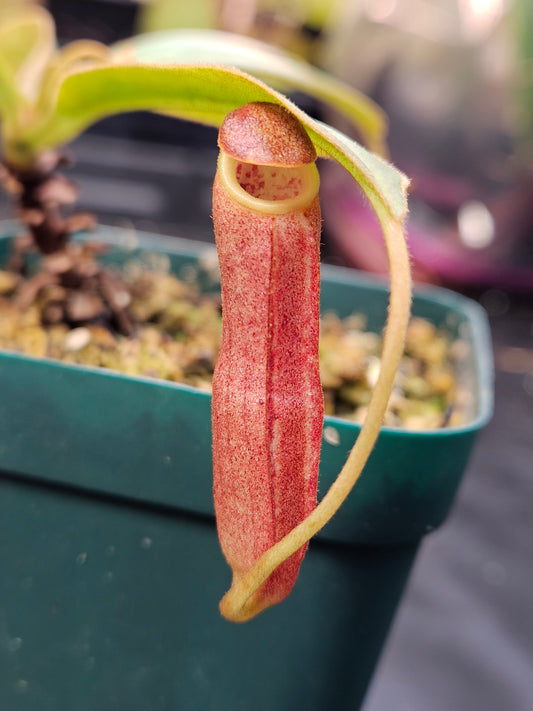 N. clipeata x bongso