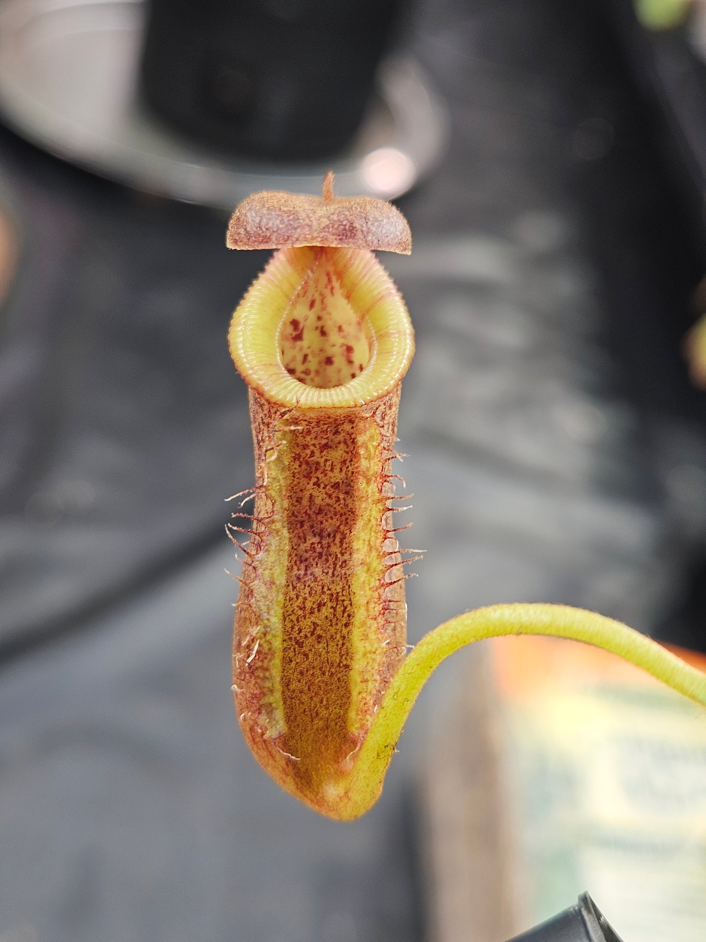 N. [(lowii x boschiana) x veitchii] x (spathulata x edwardsiana)