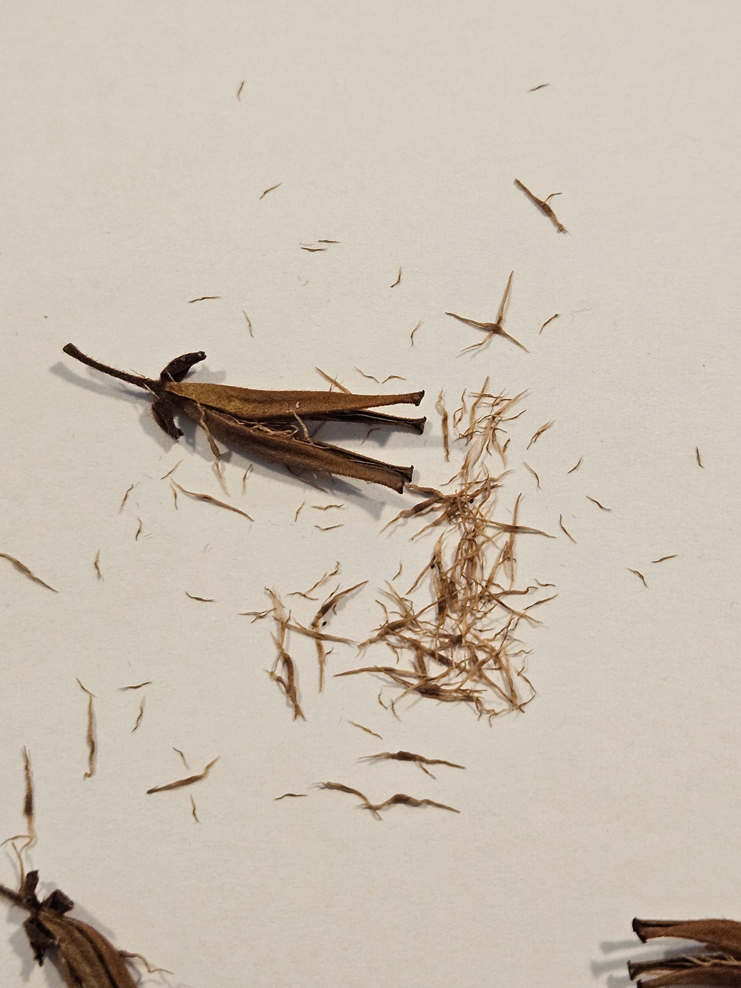 N. (bokorensis x veitchii CD) x (northiana x veitchii) - SEED POD