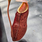 N. kampotiana x bicalcarata