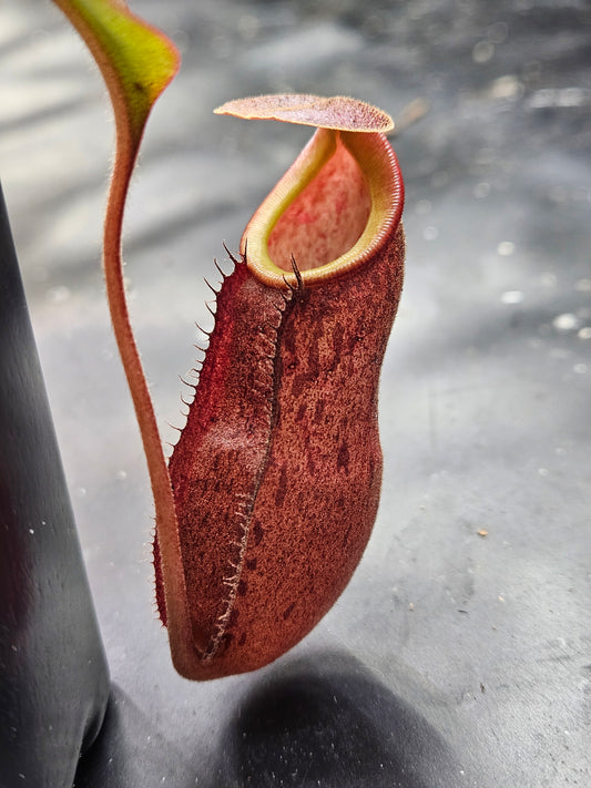 N. kampotiana x bicalcarata