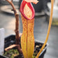 N. boschiana x Goliath