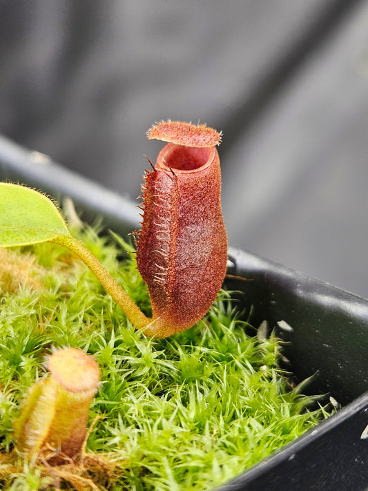 N. (bicalcarata x campanulata) x lowii