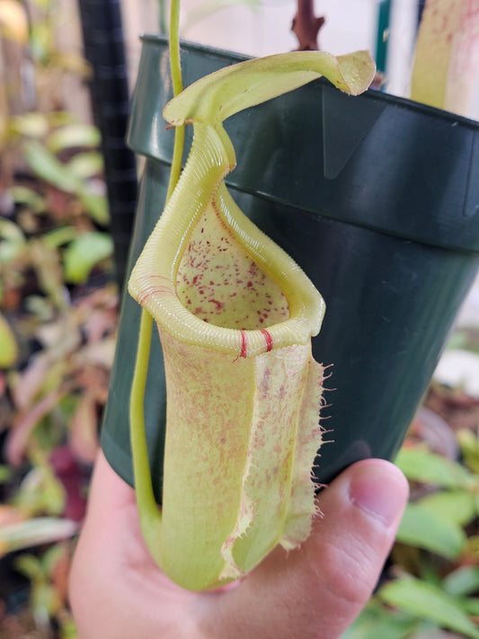 N. ventricosa x rafflesiana