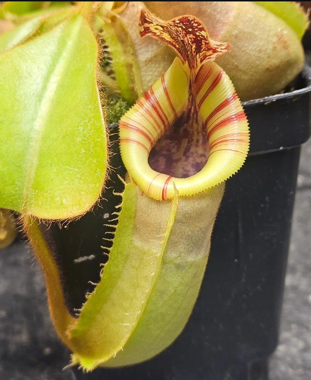 N. (veitchii H/L x trusmadiensis) x veitchii CD