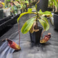 N. burbidgeae x (maxima x talangensis)