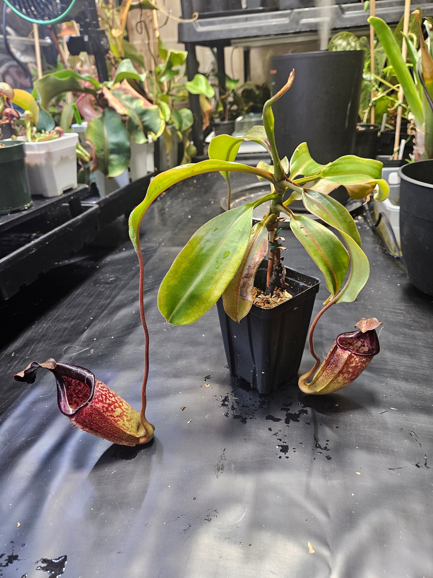 N. burbidgeae x (maxima x talangensis)