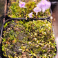 U. microcalyx