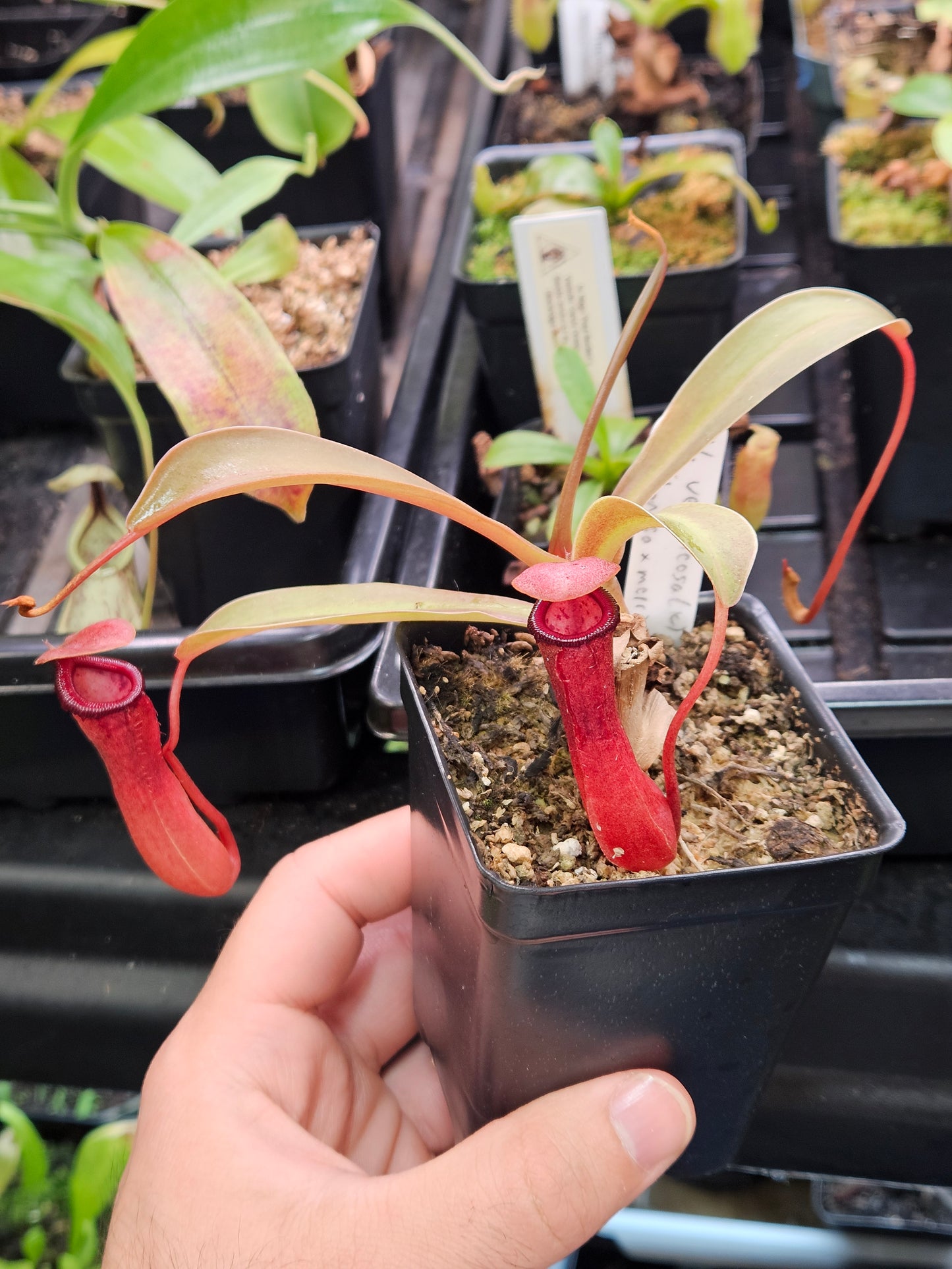 N. ventricosa (k) x [ventricosa x (bongso x merrilliana)]