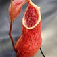 N. suratensis x northiana #2