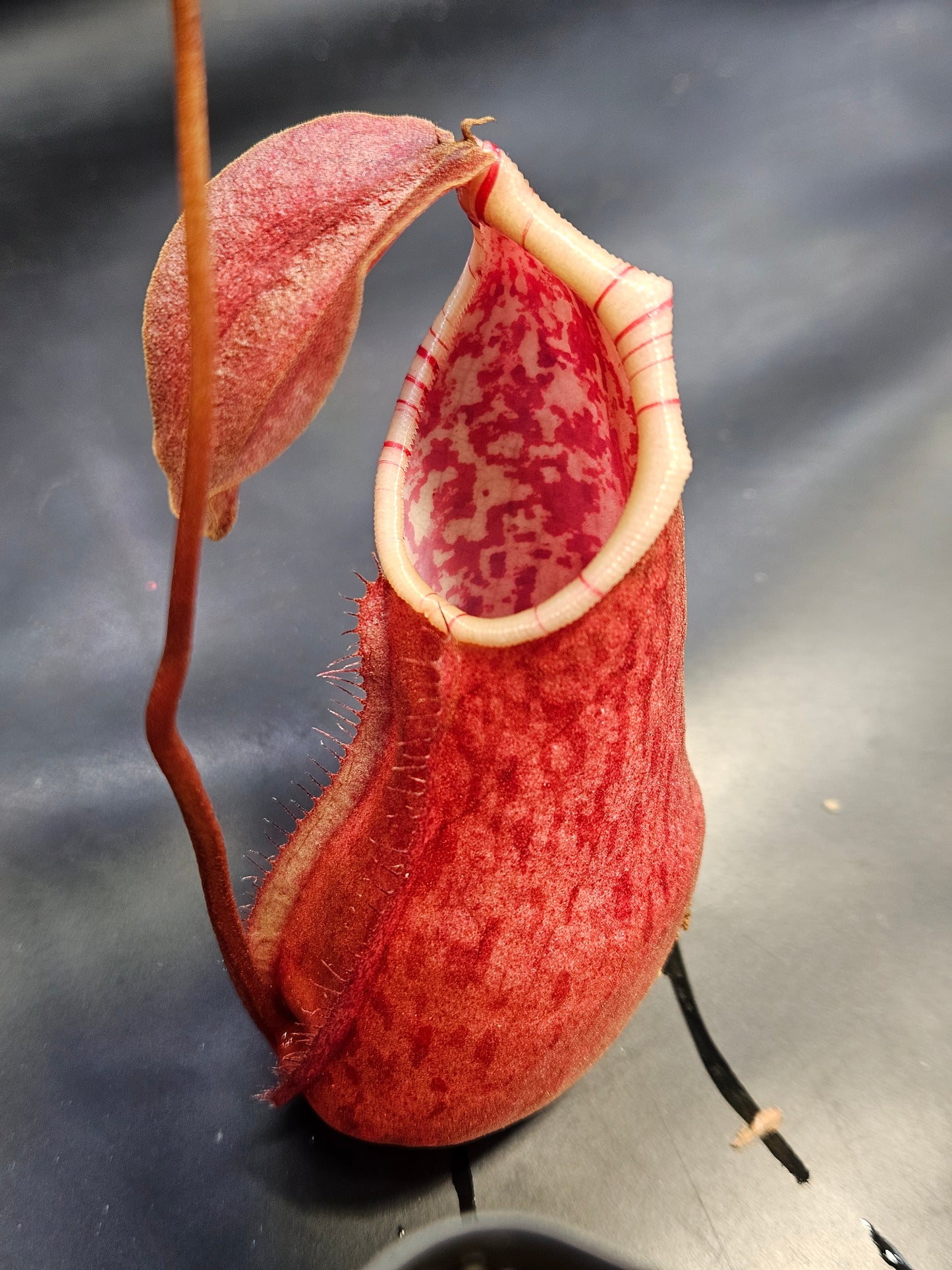 N. suratensis x northiana #2