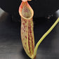 N. (veitchii x burbidgeae) x (LVB x VMV)