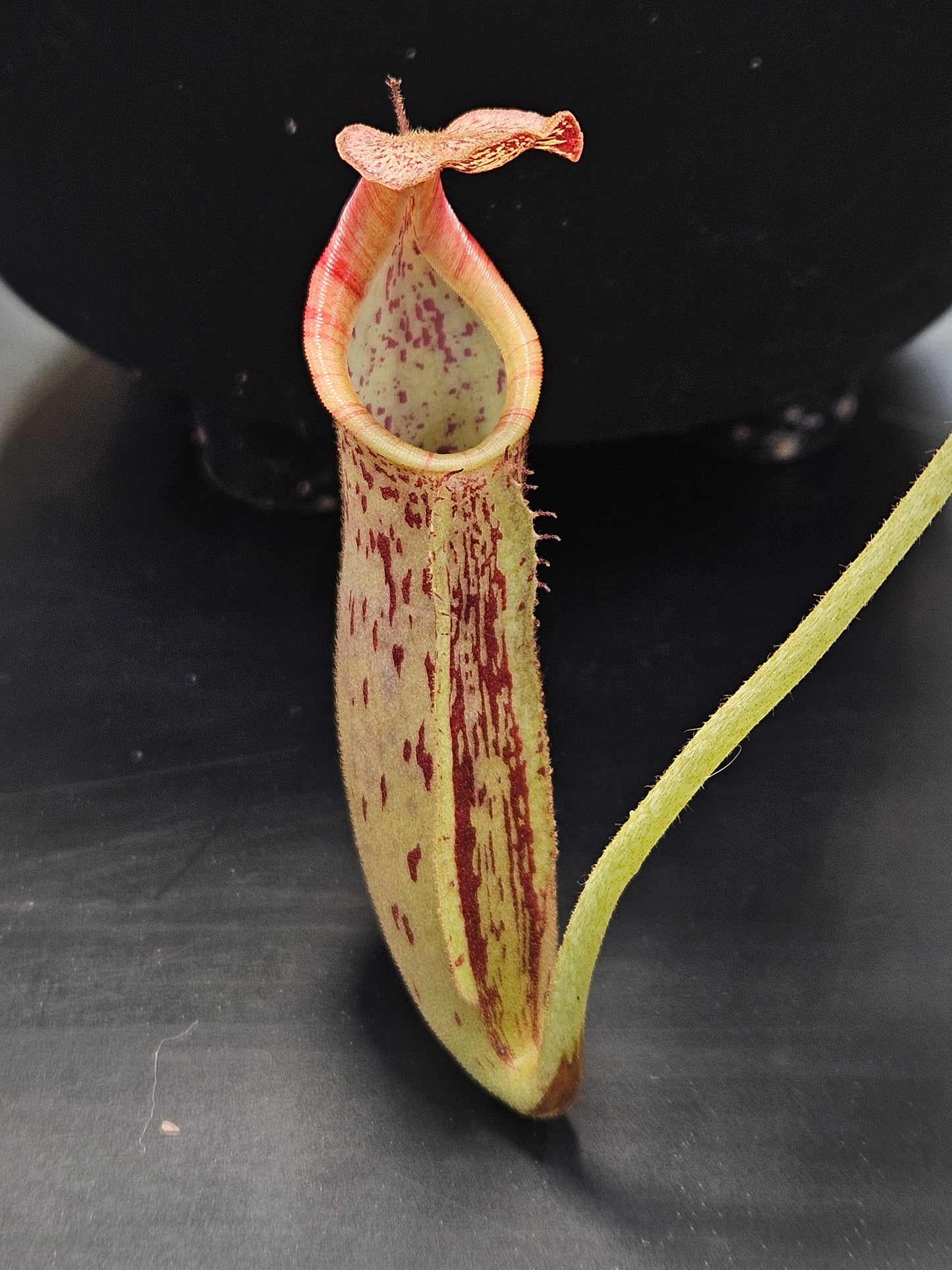 N. (veitchii x burbidgeae) x (LVB x VMV)