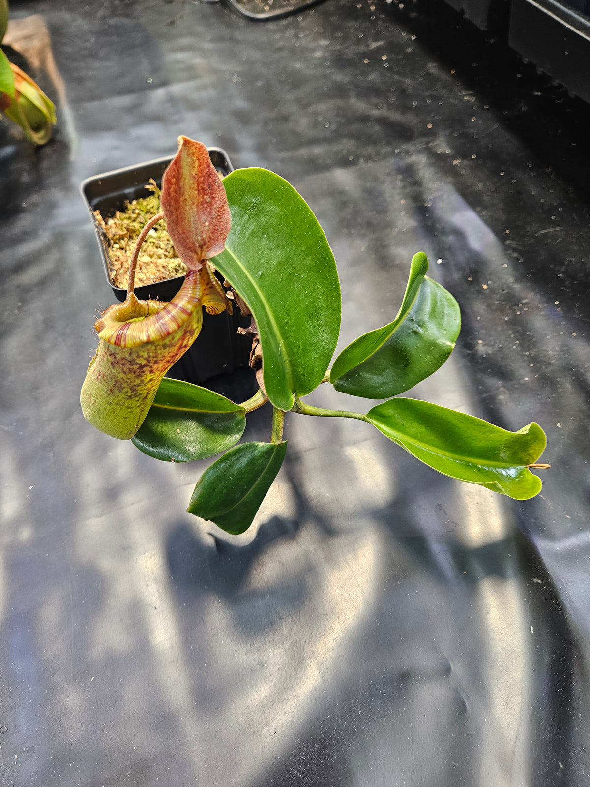 N. truncata x NOID