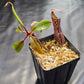 N. boschiana #1