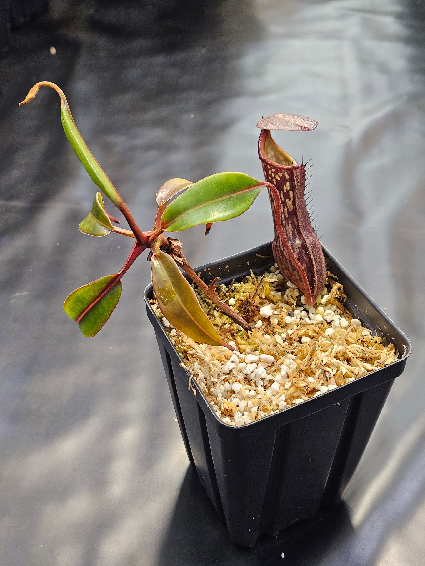 N. boschiana #1