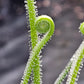 D. filiformis