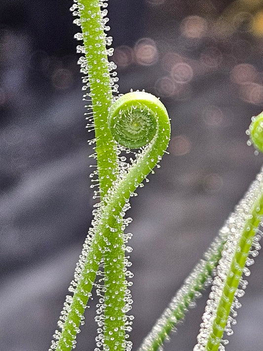 D. filiformis