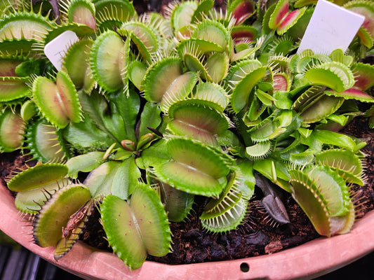 Dionaea m. 'GJ Hedgehog' JH