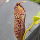 N. vogelii x (lowii x campanulata)