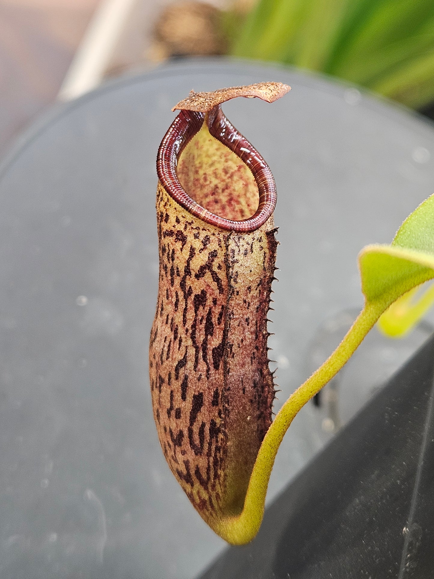 N. vogelii x (lowii x campanulata)