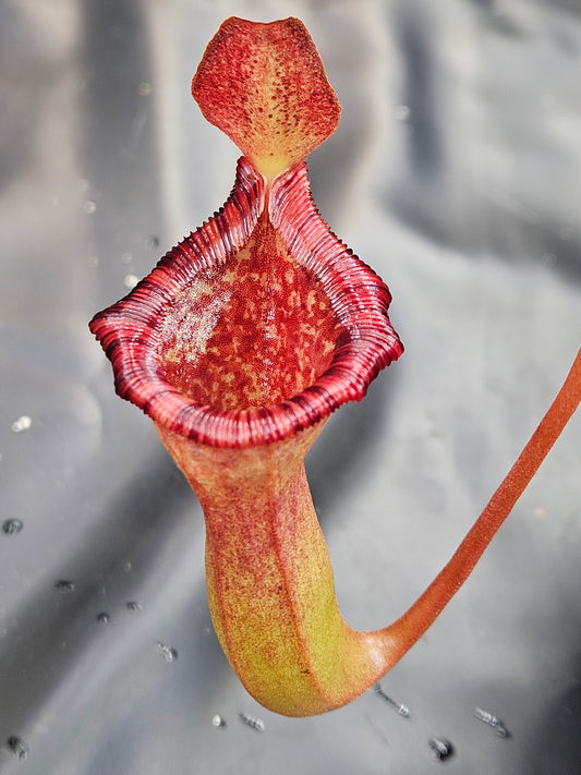 N. ventricosa x lowii CK