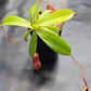 N. ventricosa (sibuyanensis x ventricosa)