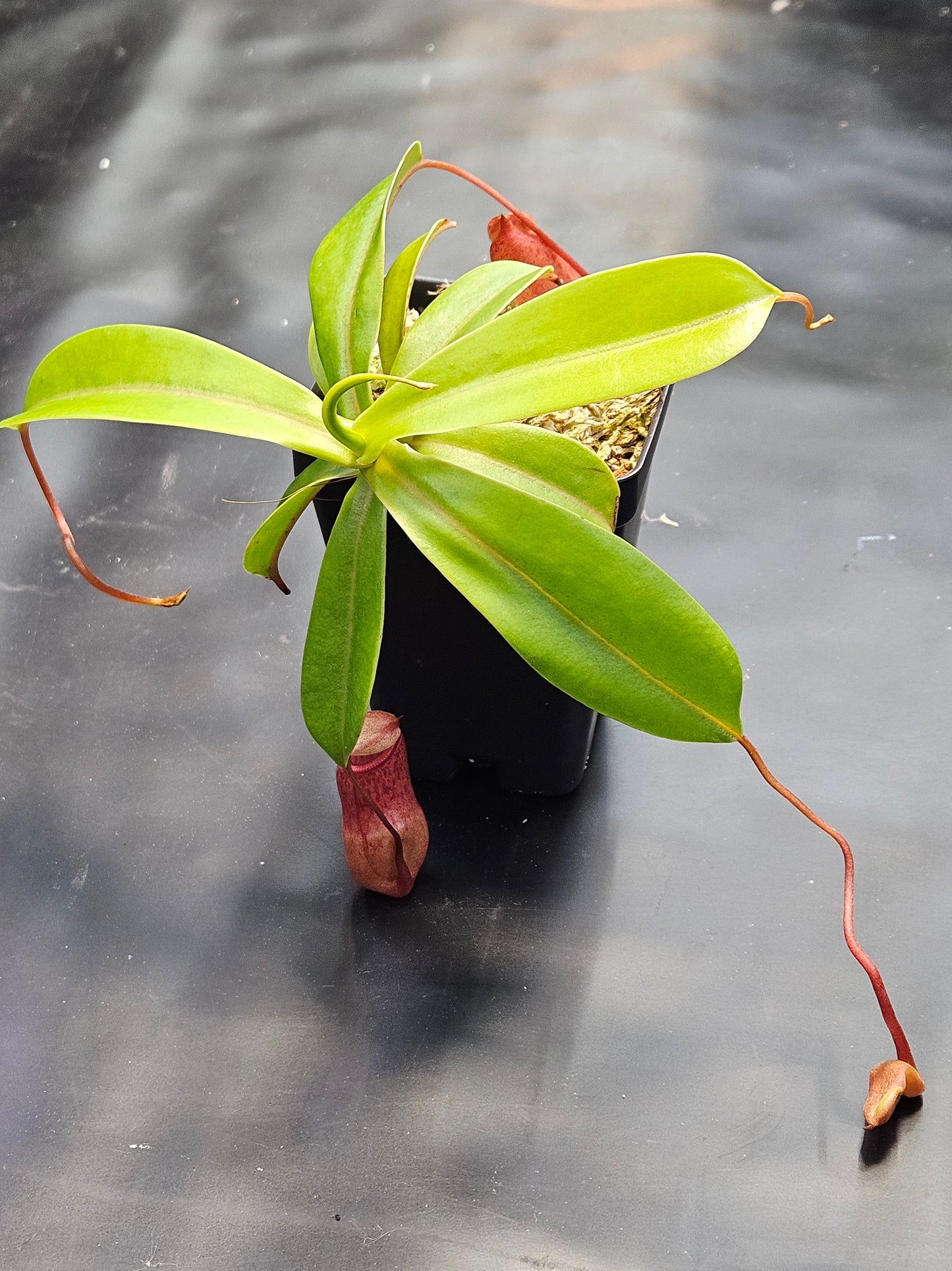 N. ventricosa (sibuyanensis x ventricosa)