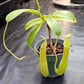 N. truncata x tentaculata EP
