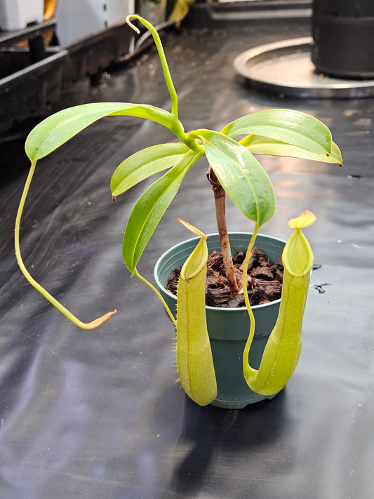 N. truncata x tentaculata EP