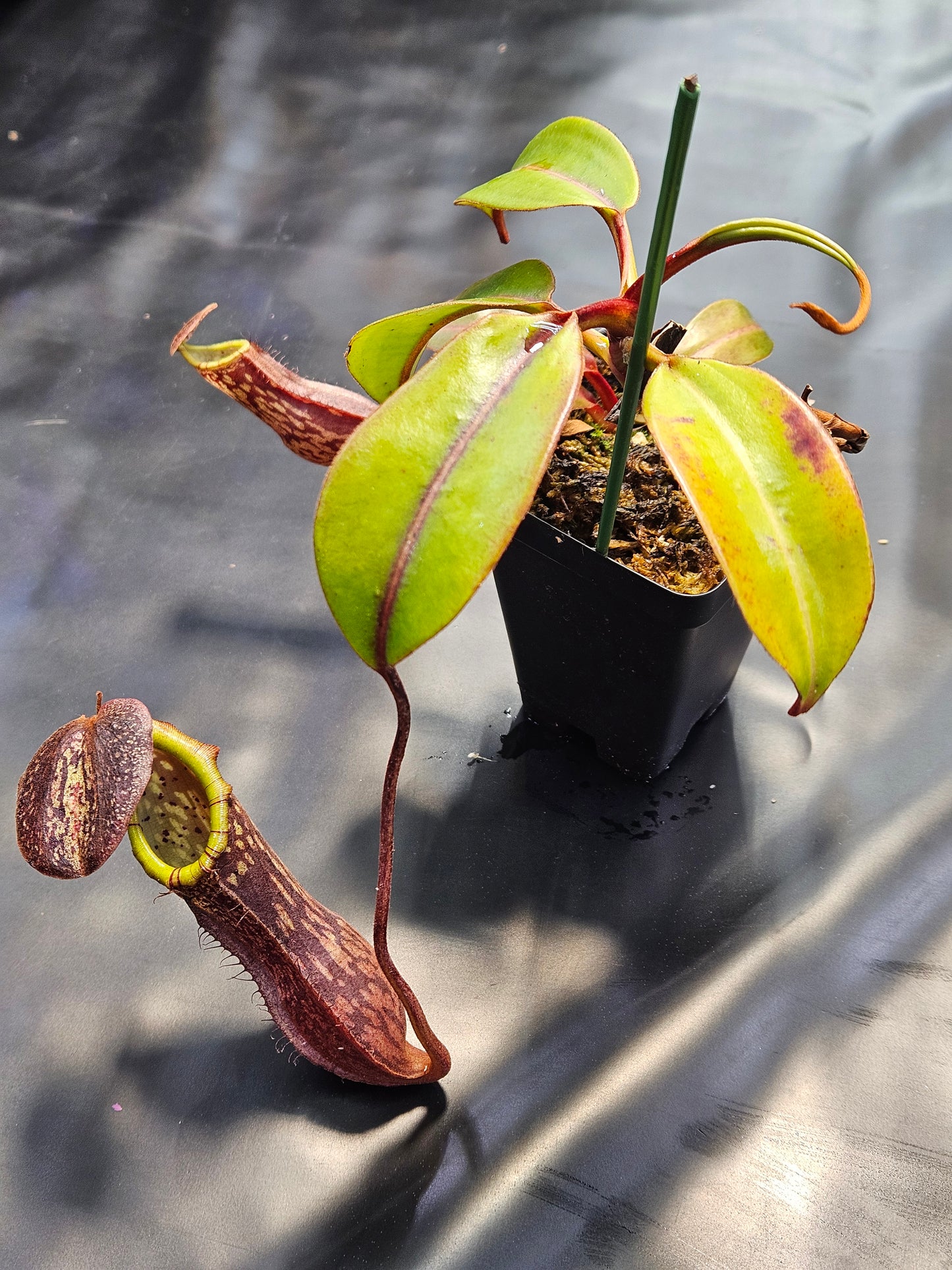 N. boschiana #2